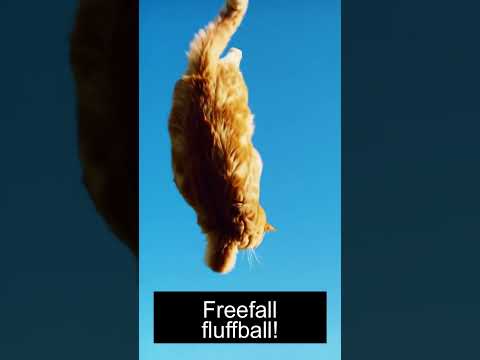 text a cat jumping from the sky 08e3f229