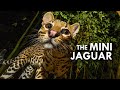 Ocelot: The Mini Jaguar