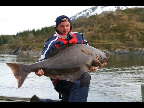 Rybolov v Norsku - ostrov Kvaloya