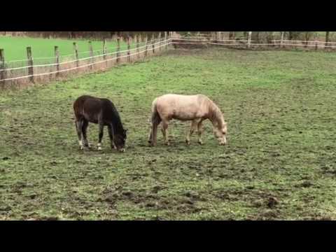 Dylan kommt zurück zu seinen Brüdern Da Vinci + Flip - Reunion