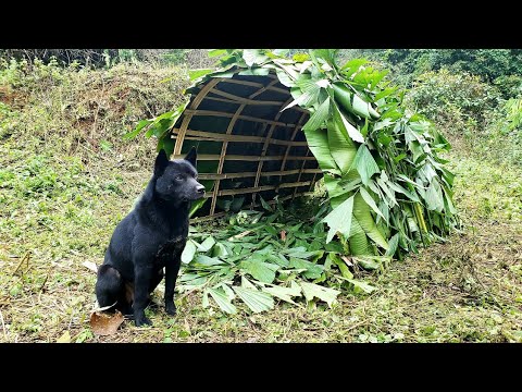 Amazing Bushcraft Shelter made Bamboo - solo Bushcraft Camping  with my dog  | bamboo shelter