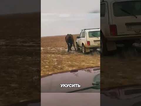 Лошадь остановила машину ради ЖЕРЕБЧИКА😱🐎🚗