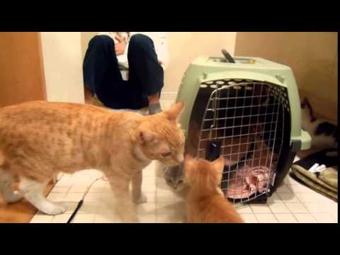 11 29 15 Chester pops in