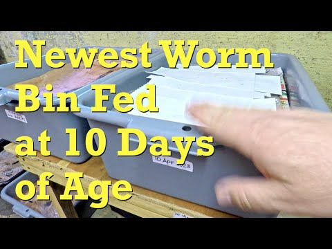 10 day old red wiggler worm bin checked in on & fed - vermicompost