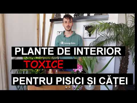 , title : 'Plante otravitoare pentru pisici si catei'