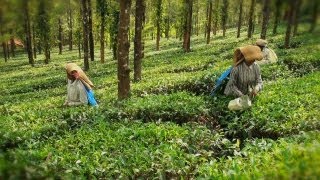 Tea County - an accommodation provider at Manathavady, Wayanad