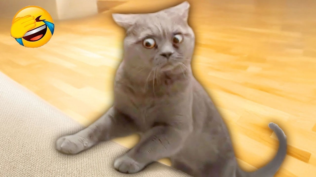 You Laugh You Lose 🤣😍 Funniest Cats and Dogs Videos 2026 😻🐶 Part 28