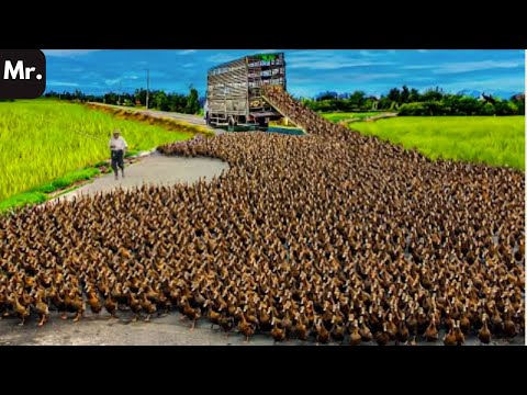 How to Raising Millions of Duck on Rice Field For Meat   Food Factory