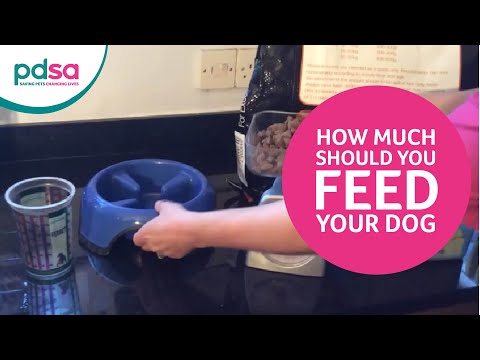 PDSA Vet Advice: How Much Should You Feed Your Dog