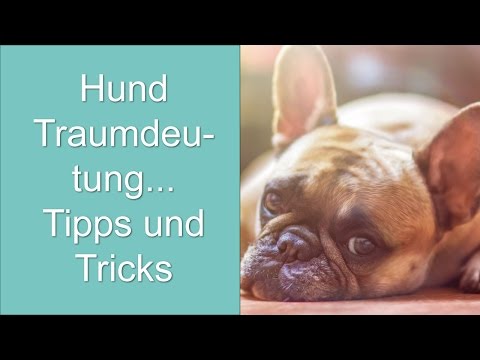 download lagu mp3 mp4 Toter Hund Traumdeutung, download lagu Toter Hund Traumdeutung gratis, unduh video klip Toter Hund Traumdeutung