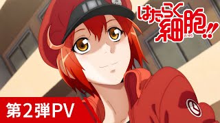 Cells at Work!!Anime Trailer/PV Online