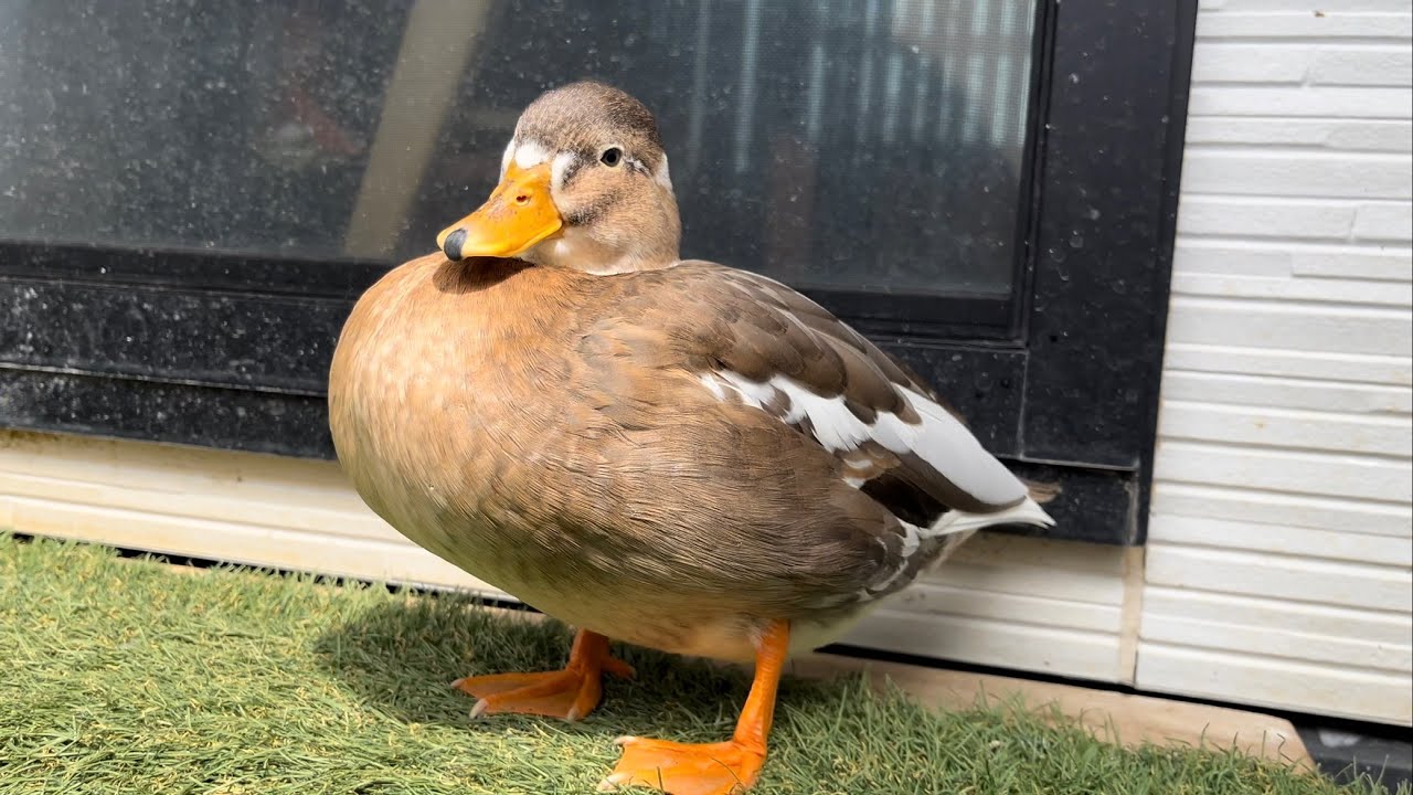 コールダックをノーストレスで眺める動画　Watching call ducks in a stress-free environment.