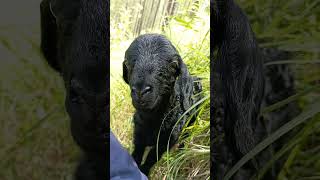 Download lagu #memna mp3 Download lagu #memna mp3