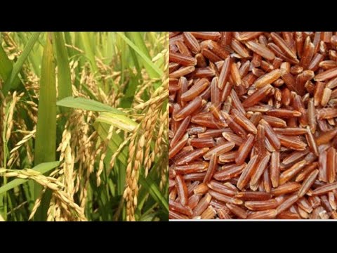 Peanut Butter Brown Rice - Mupunga || Zimbabwean organic food recipes