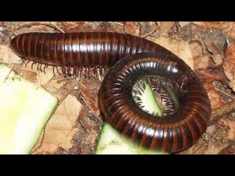 Les mille-pattes sur la tête - DMG TV - Histoire mystique