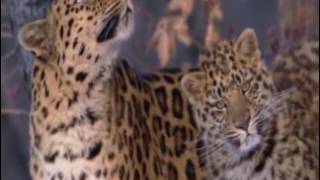 L' universo Francesco Guasti Sanremo 2017