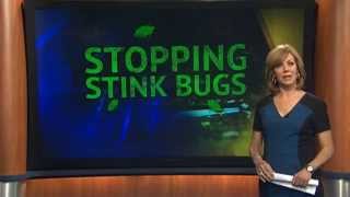Stink Bugs Return!  How to Get Rid of Them?