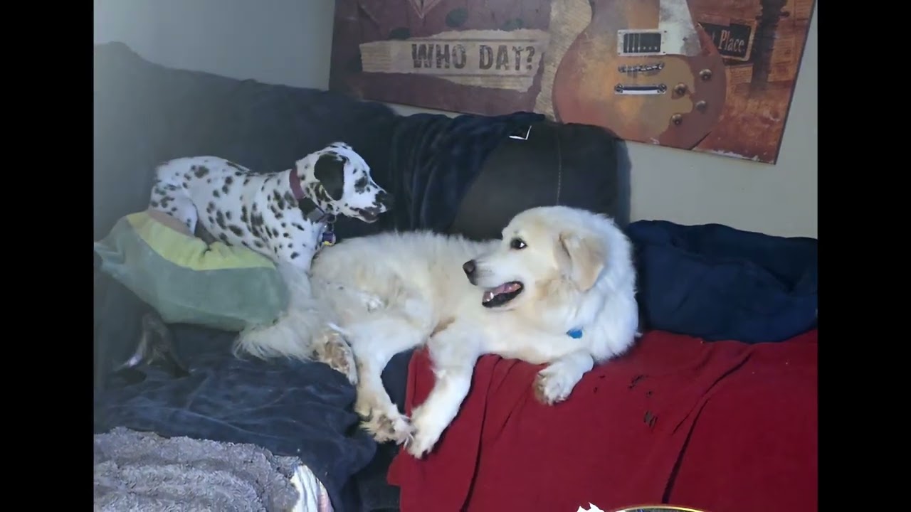 Enlarge Frosty in LA - Adores Belly Rubs!, an adoptable Great Pyrenees in Lafayette, LA video 4/4