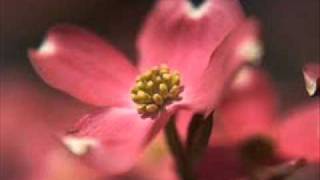 Download lagu Edward Elgar : Cello Concerto in E Minor, Op. 85 mp3