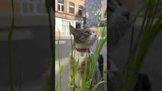 【ドイツ猫】石田家銀しゃりの草むしゃからの… #shorts