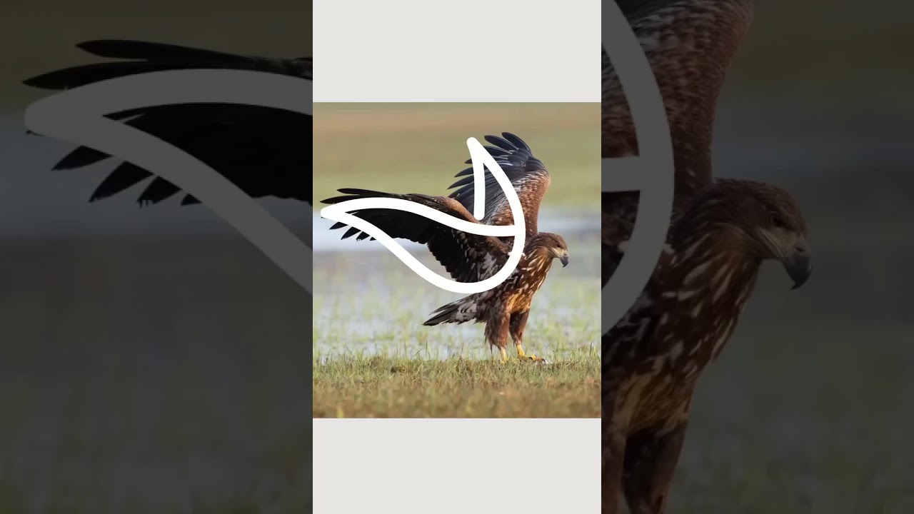 Modern bird Logo icon design in Illustrator. #shorts #logo #shortvideo #illustrator #shorts