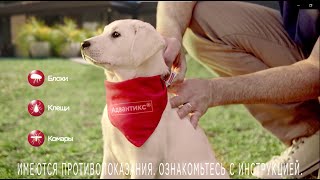 Адвантикс Капли на холку для собак (4 пипетки)