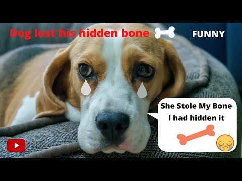 Dog lost his hidden bone | This dog's buried bone is missing | The dog and the bone.