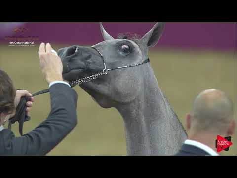 N.7 TAFASEEL AL FAHED - 2019 Qatar Nat. Peninsula show - Yearling Fillies (Class 1A) .mp4