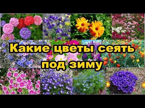 Какие цветы сеять под зиму?