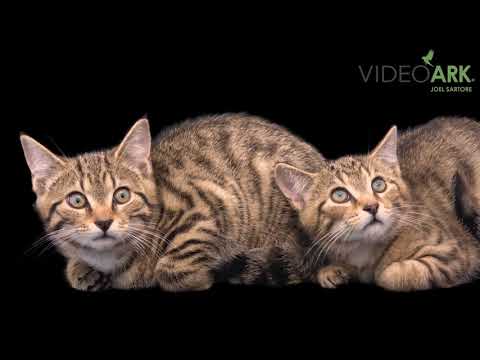 A pair of Scottish wildcats (Felis silvestris grampia) at Wildcat Haven in Scotland.
