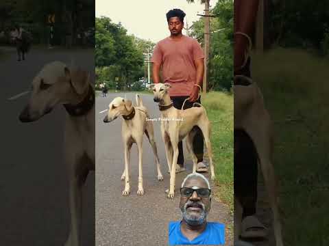 # Chippiparai Dog breed