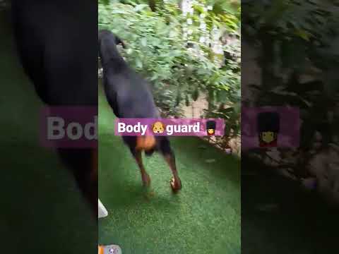 Buddy 🐕Bodyguard💂‍♂️# SHORTS #YOUTUBE #TRENDING