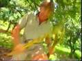 Steve Irwin Croc Files Rattlesnakes Part 3