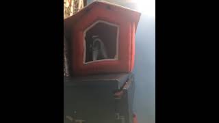 Turkish Van Cats Videos