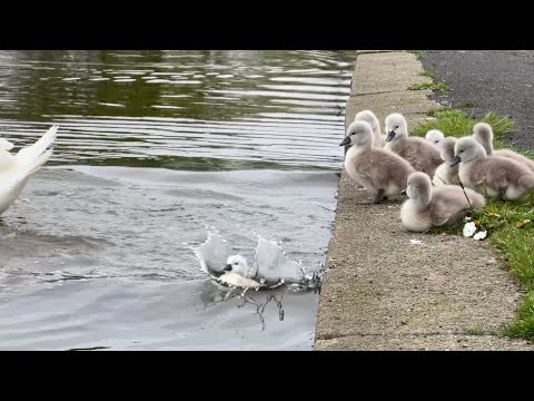 Cygnets jumping into pond - look at these wee legs go!