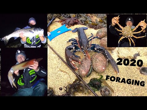 COASTAL FORAGING - Best Catches 2020 ! SMASH FISHING