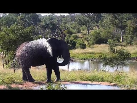 Djuma: Elephant bull with missing right tusk - 15:45 - 04/06/20