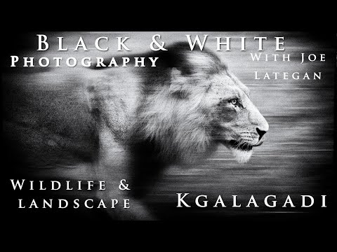 Black and White wildlife Photography in the Kgalagadi Transfrontier National Park