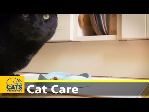 What should I feed my cat? - YouTube