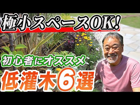 地中海の低木ブーゲンビリア ピンク 赤 登山