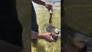 How to catch Razorfish / Razor clam in South Australia