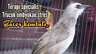 Download lagu Pancingan Trucukan agar bunyi specialis bahan ombyokan & stres macet bunyi jadi Trucukan gacor mp3