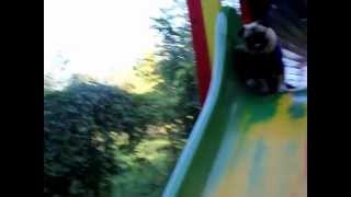 Pug goes down a slide