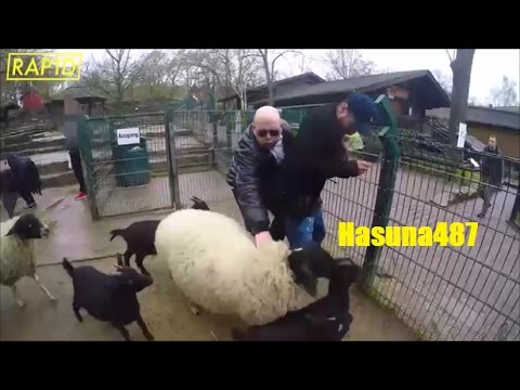 Celo bricht Interview wegen Ziegen Angriff auf Abdi ab!!!