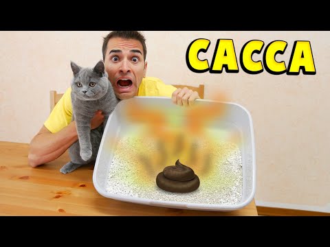 IL NOSTRO GATTO HA FATTO LA CACCA PUZZOLENTE!!