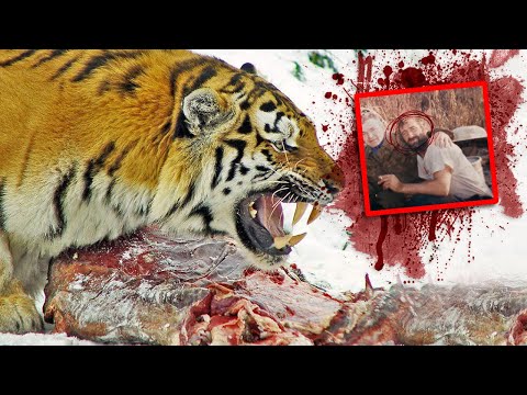 , title : 'One of The Most VENGEFULY NOTORIOUS Tiger Attacks in Human History !'