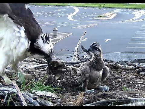 Iris removes the dead chick. Hellgate Ospreys. 06.29 / 27 June 2018