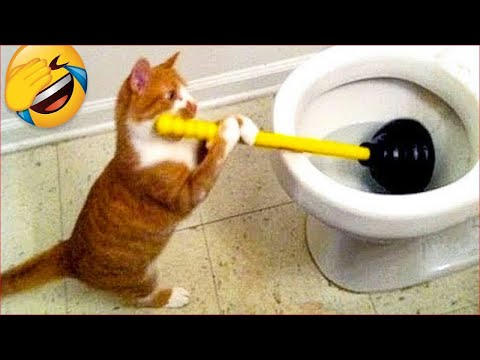 Best Funny & Cute Cats Videos | Cute Kitten🐶🐱 Part 2