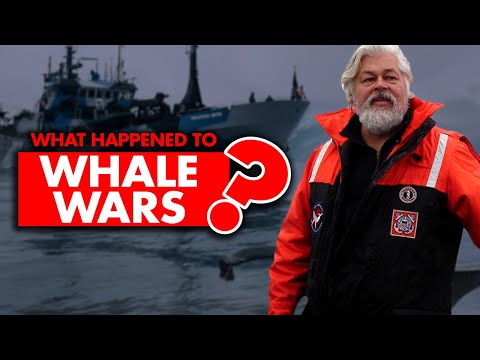 What happened to “Whale Wars”? Why it get canceled?