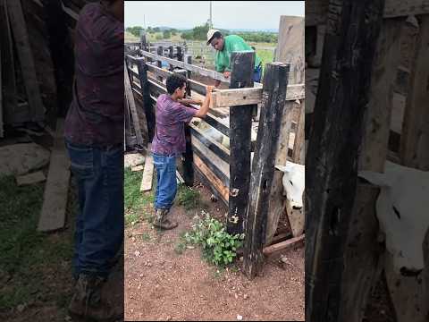 Na venda ✅ viajou bezerrada extra Araguapaz -go #vendas #compras #nelore